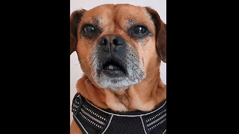 Q The Storm Rider DROPS