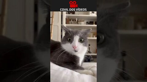 Amor platônico do bichano