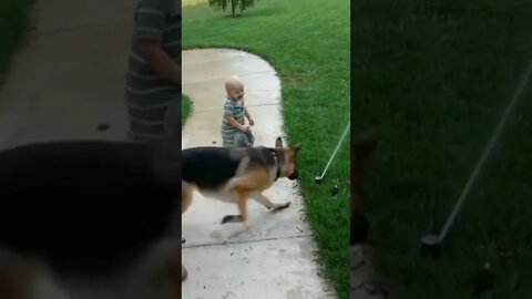 Cachorro e Criança Brincando #shorts