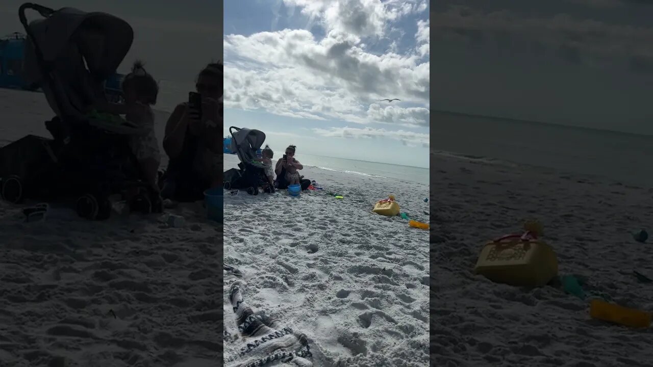 Anna Maria Island Seagull Theft