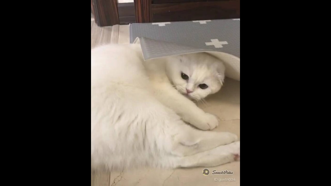 Cat Playing With Carpet