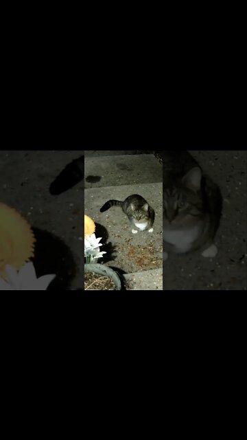 Another New Cat Visits #Shorts 😻