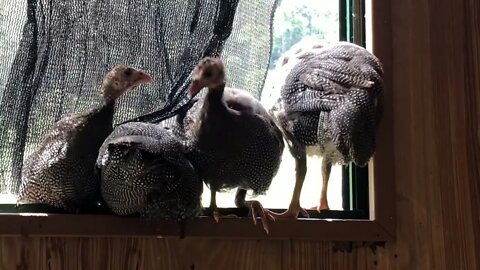 A long chat with the guinea fowl keets about their adventures