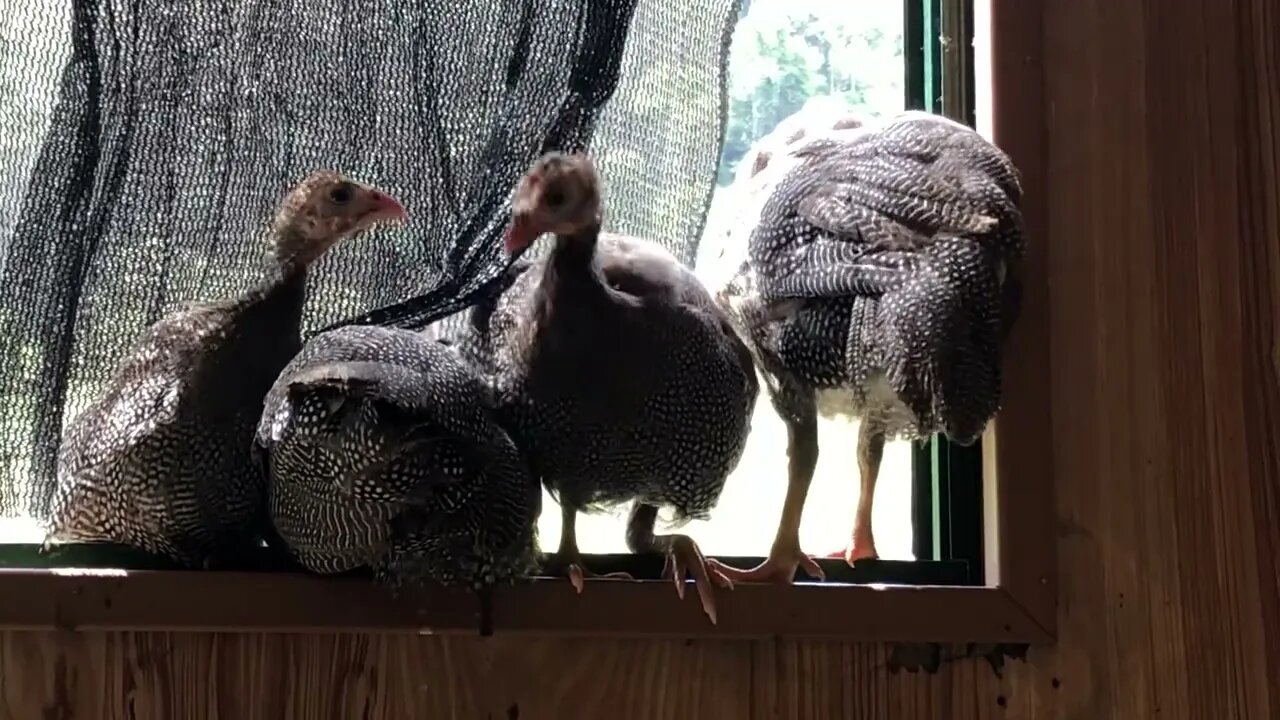 A long chat with the guinea fowl keets about their adventures