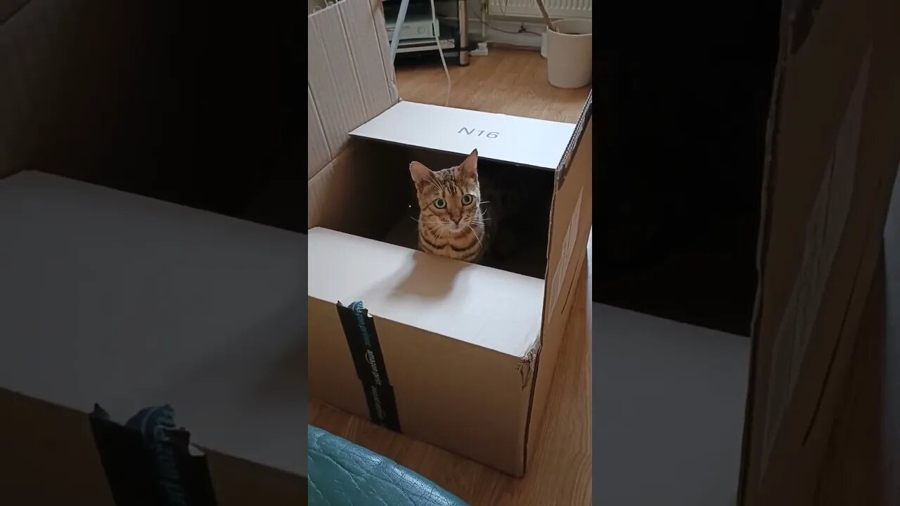 Bedford's Big Box 📦 #boxpawty #bengalcat