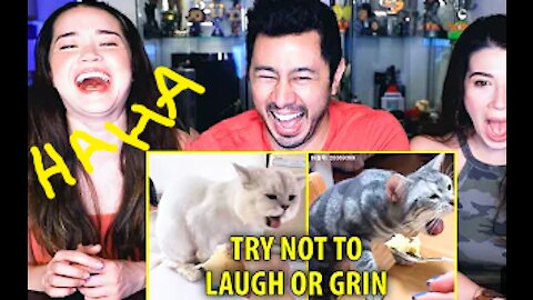 You will laugh 😂funny animals video funny cat funny dog reaction and fight you can’t stop laughing