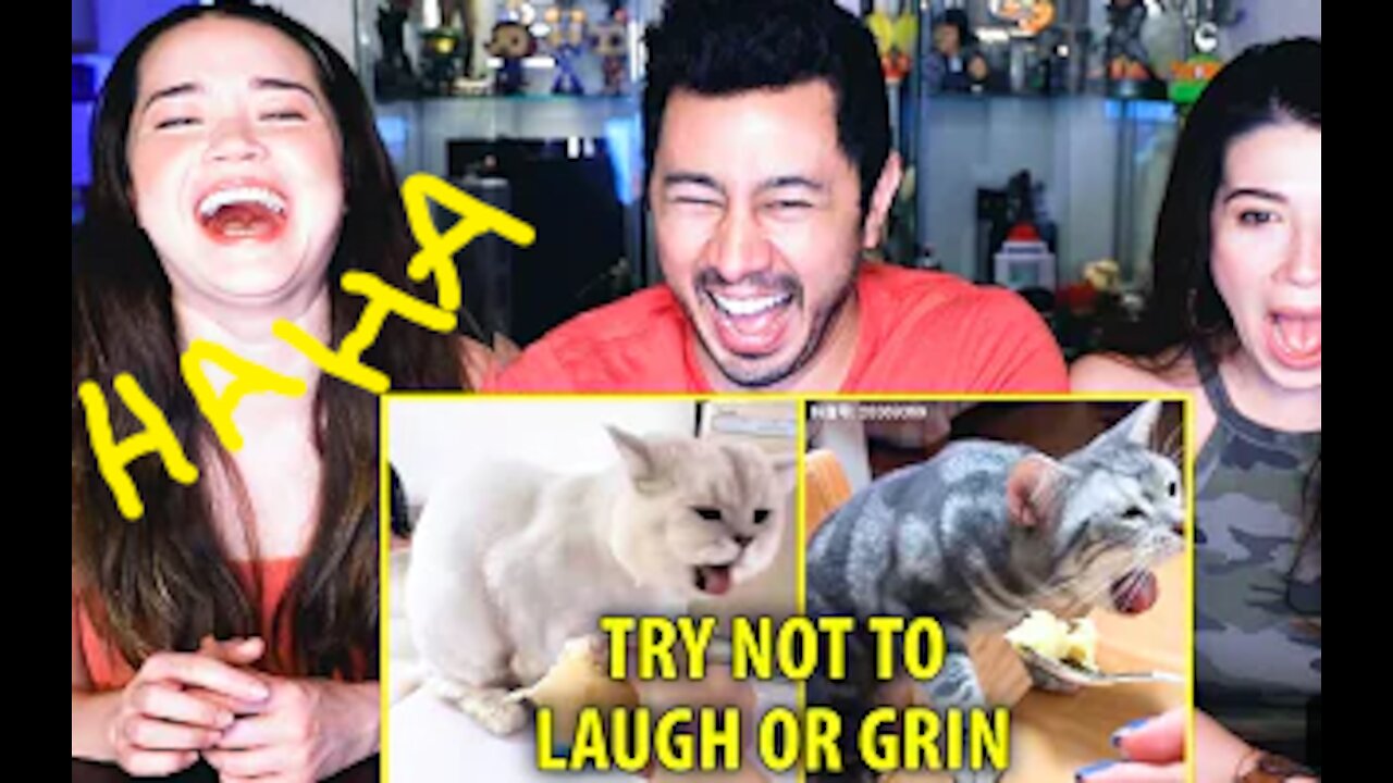 You will laugh 😂funny animals video funny cat funny dog reaction and fight you can’t stop laughing