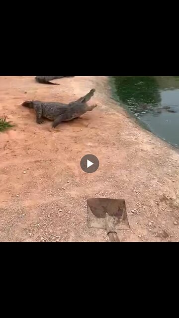 Do crocodiles fear shovels?