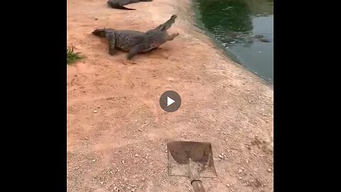 Do crocodiles fear shovels?