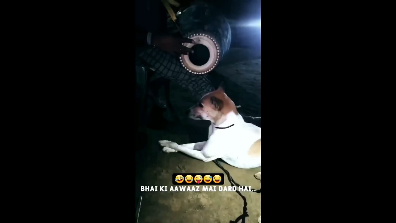 Dog singing