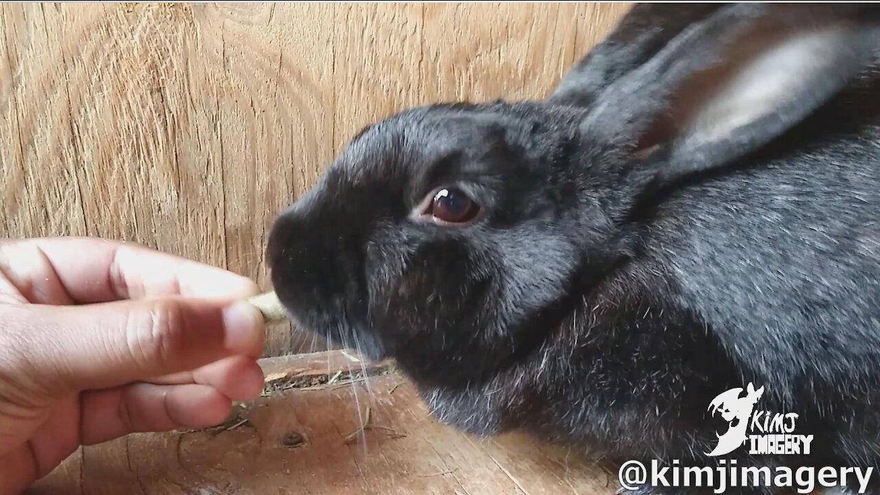 One minute of rabbit eating treat