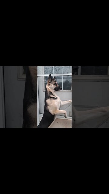 Maple Spying On The Neighbours Dog #doggo #shepsky #cute #dogmeme #dog #huskymix