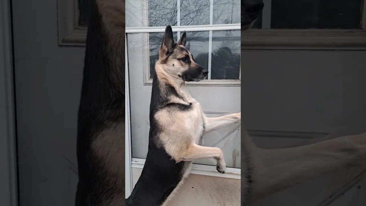 Maple Spying On The Neighbours Dog #doggo #shepsky #cute #dogmeme #dog #huskymix