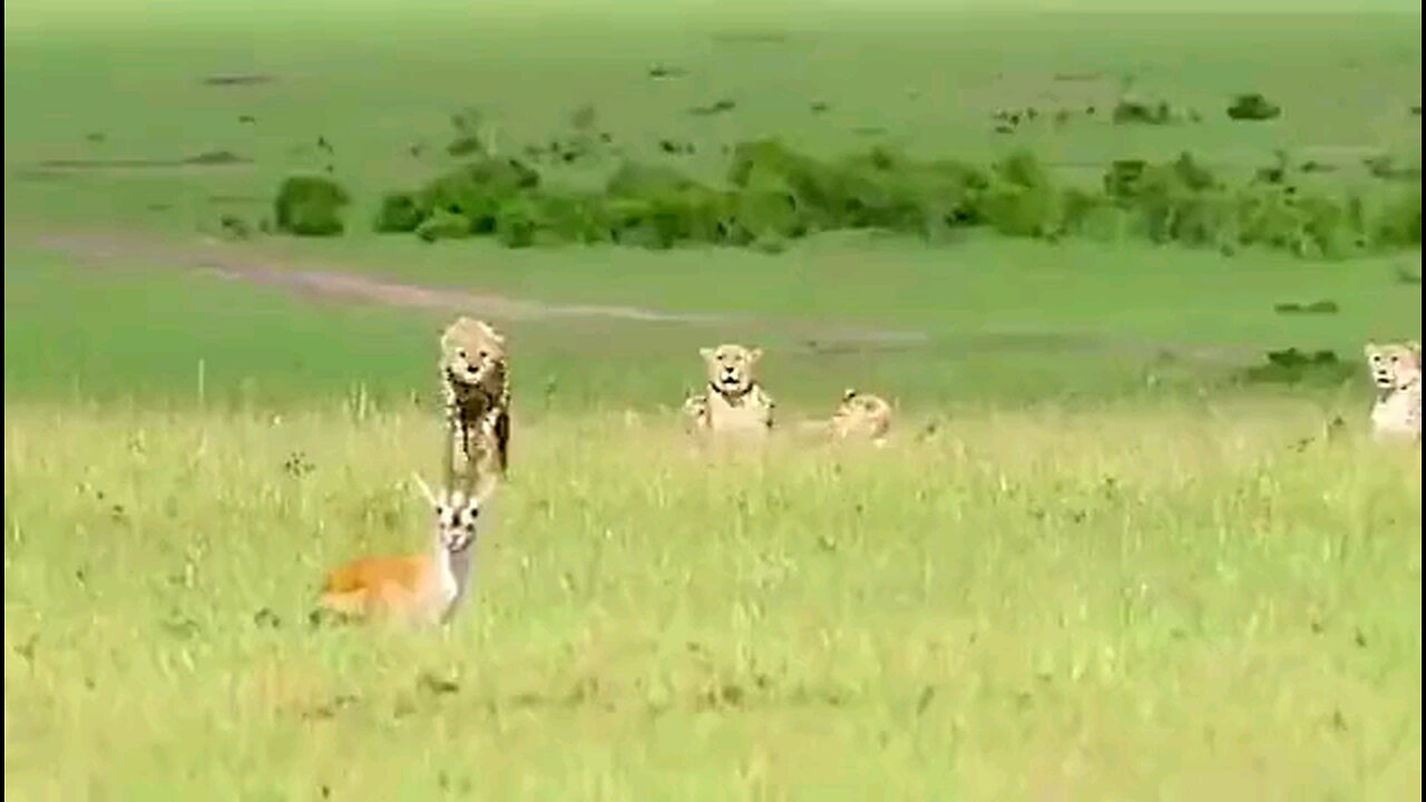 Run FAAAST