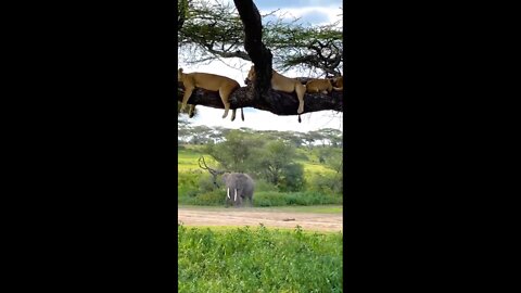 Afternoon nap in Tanzania