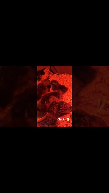 Australorp and Dominant Copper Chicks