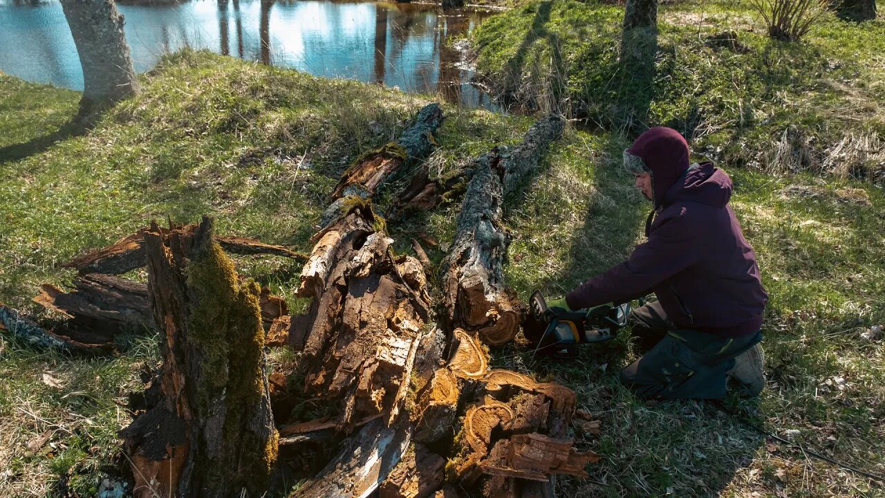 OLD Cherry Tree Fell Down