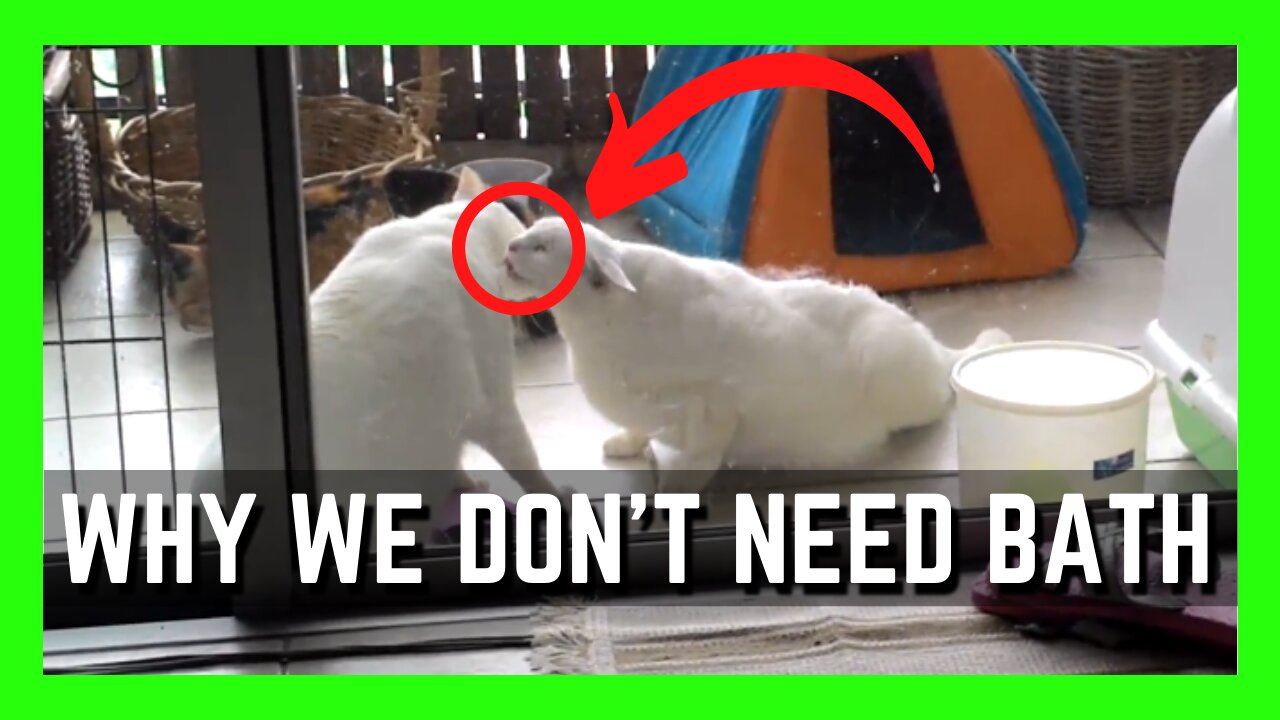 2 Adorable Cats Licking & Cleaning Each Other | Funny Cats