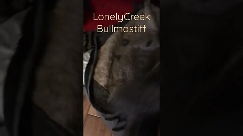 Why we can't have nice things LonelyCreek Bullmastiff