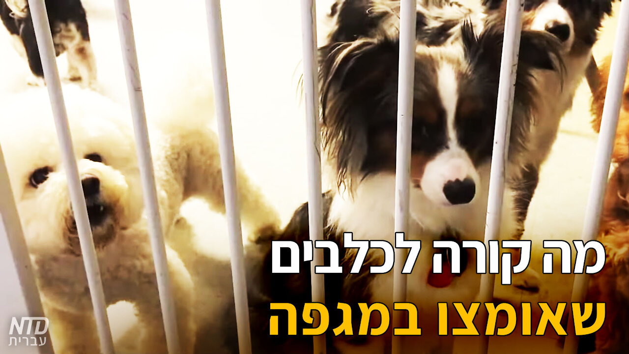 מה קורה לכלבים שאומצו במגפה