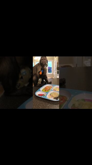 Pork loin, sauerkraut, mash potatoes and gravy tonight!