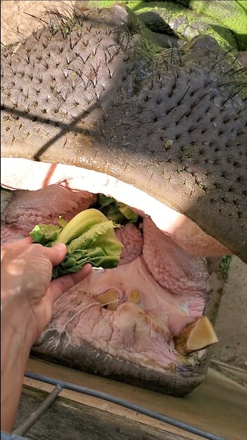 Woman fearlessly hand-feeds a giant hippopotamus