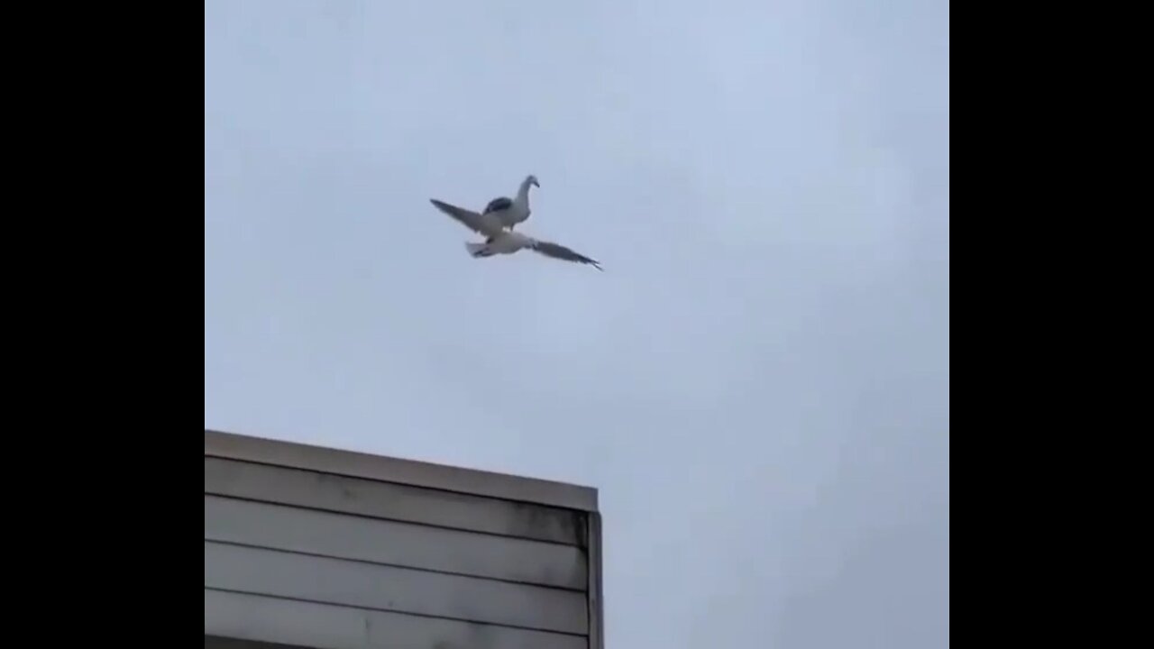 Hey dude you too have wings, you can fly...
