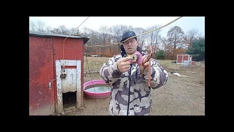 Water for Chickens in the Freezing Winter