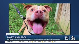 Ghost and Messiah are looking for a new home at the Maryland SPCA