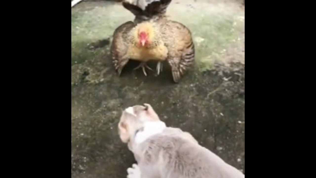 Dog vs hen funny fight/ animals fight.