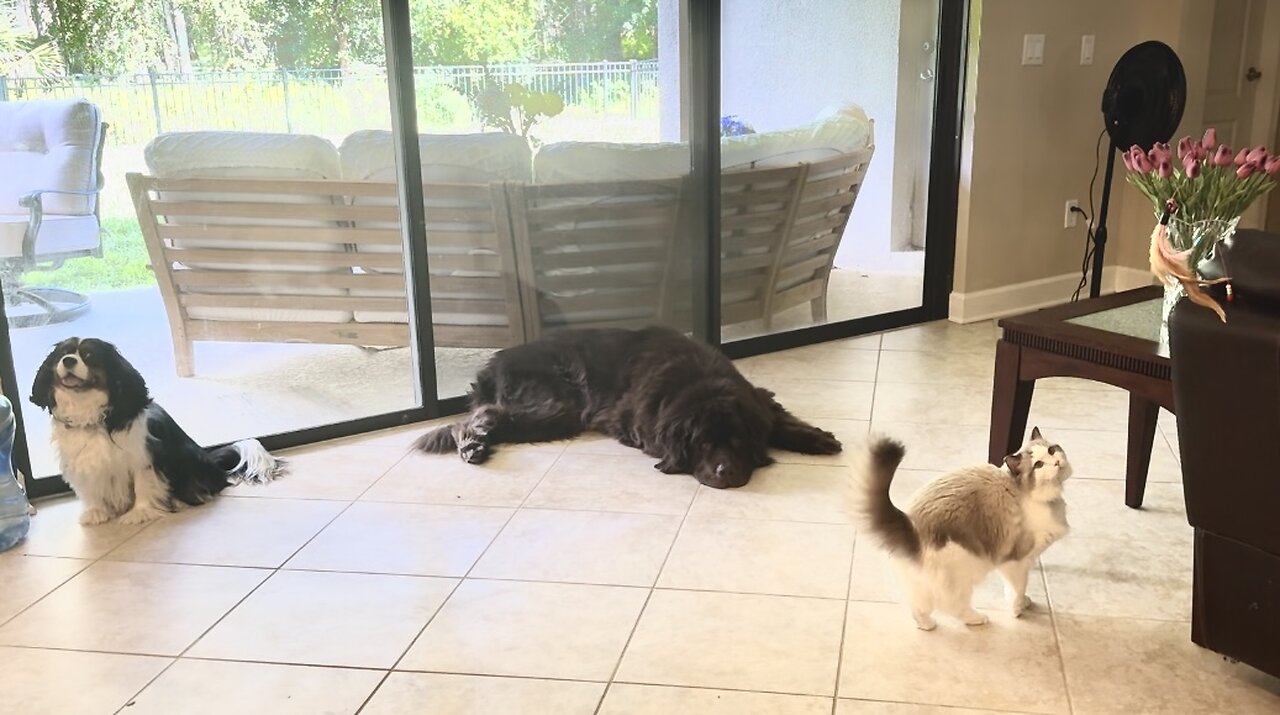 Day in the Life of a Ragdoll, Cavalier and Newfoundland