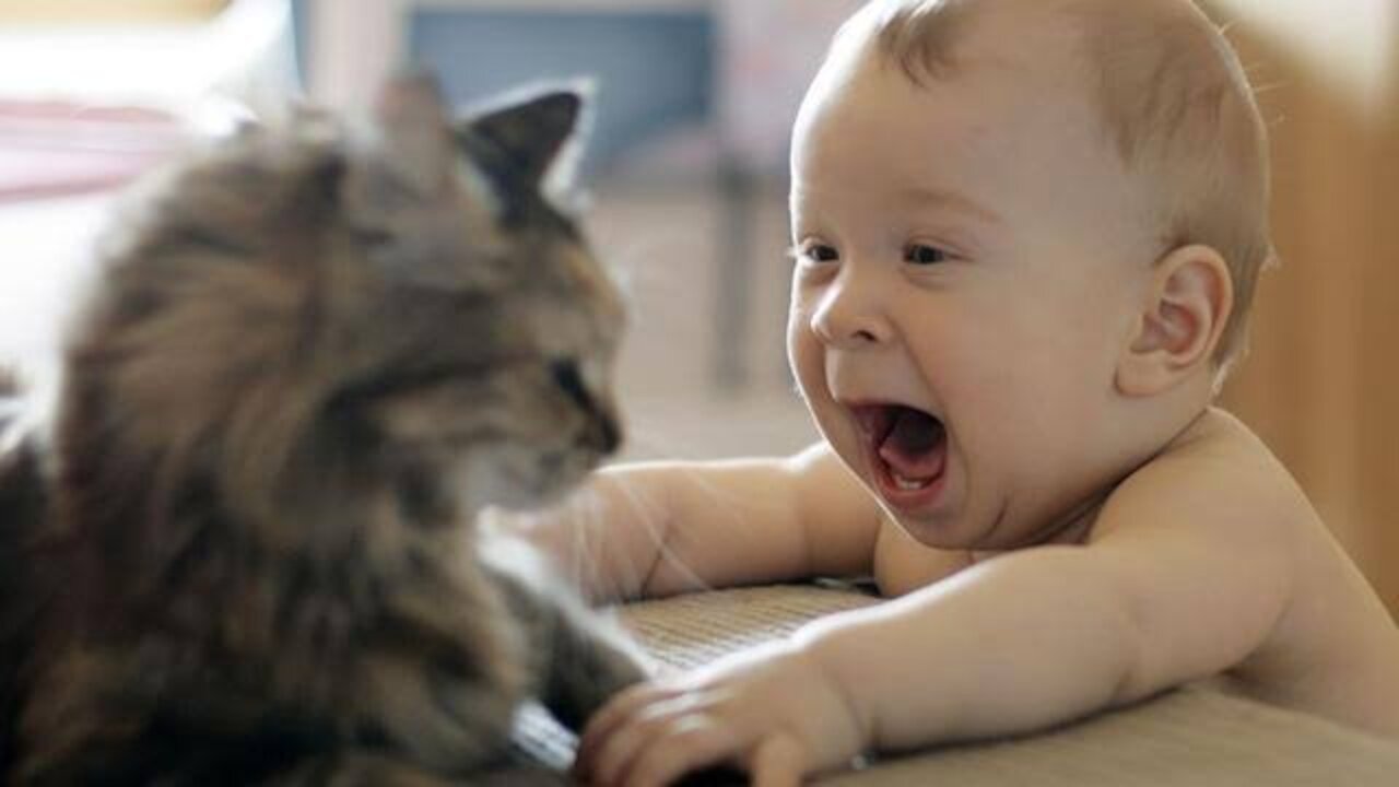 Funny Babies Laughing Hysterically at Cats Compilation