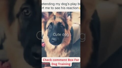 funny dog cute dog sweet dog