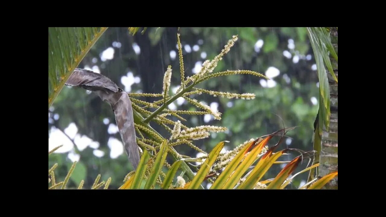 Sleeping and relaxation rain sounds with view of palm trees