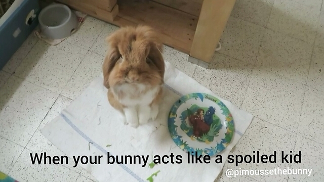 When your bunny acts like a spoiled kid