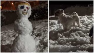 Ces chiens défendent leur maison d'un intrus: un bonhomme de neige!