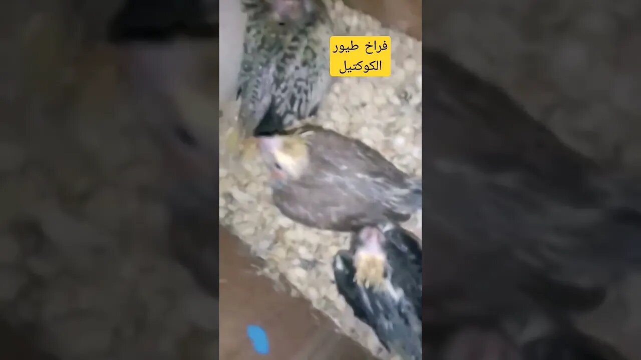 فراخ طيور الكوكتيل كيوت روعة