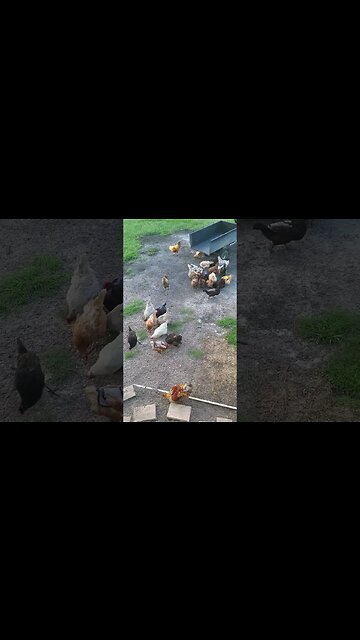 Some Happy Chickens #homesteading #chickens #shorts