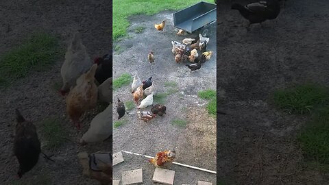 Some Happy Chickens #homesteading #chickens #shorts