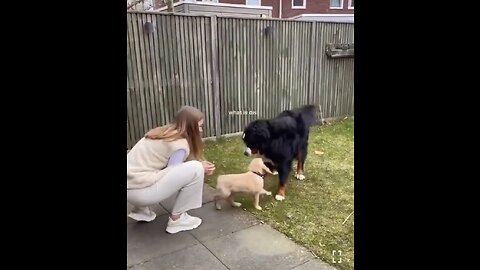 Baby dog meet the mom