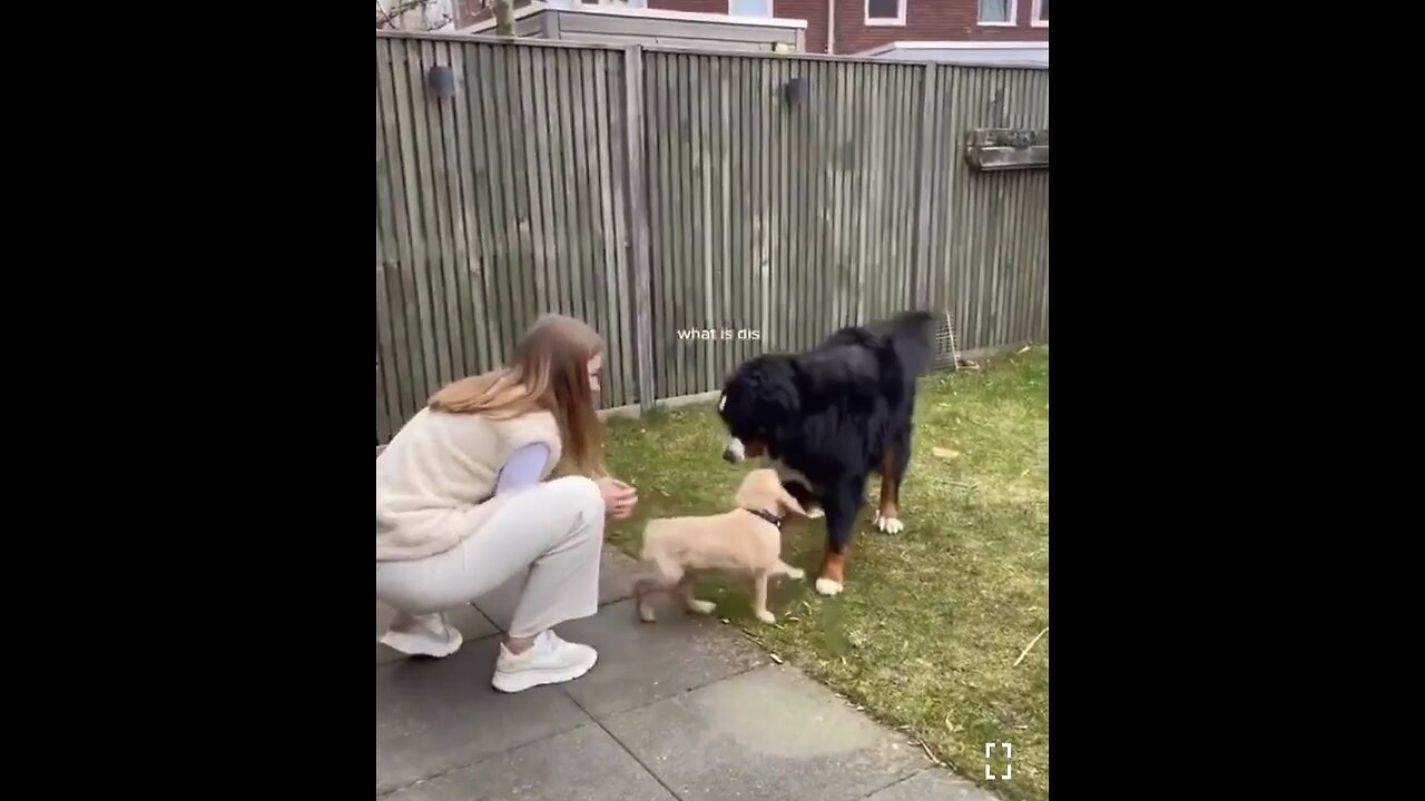 Baby dog meet the mom