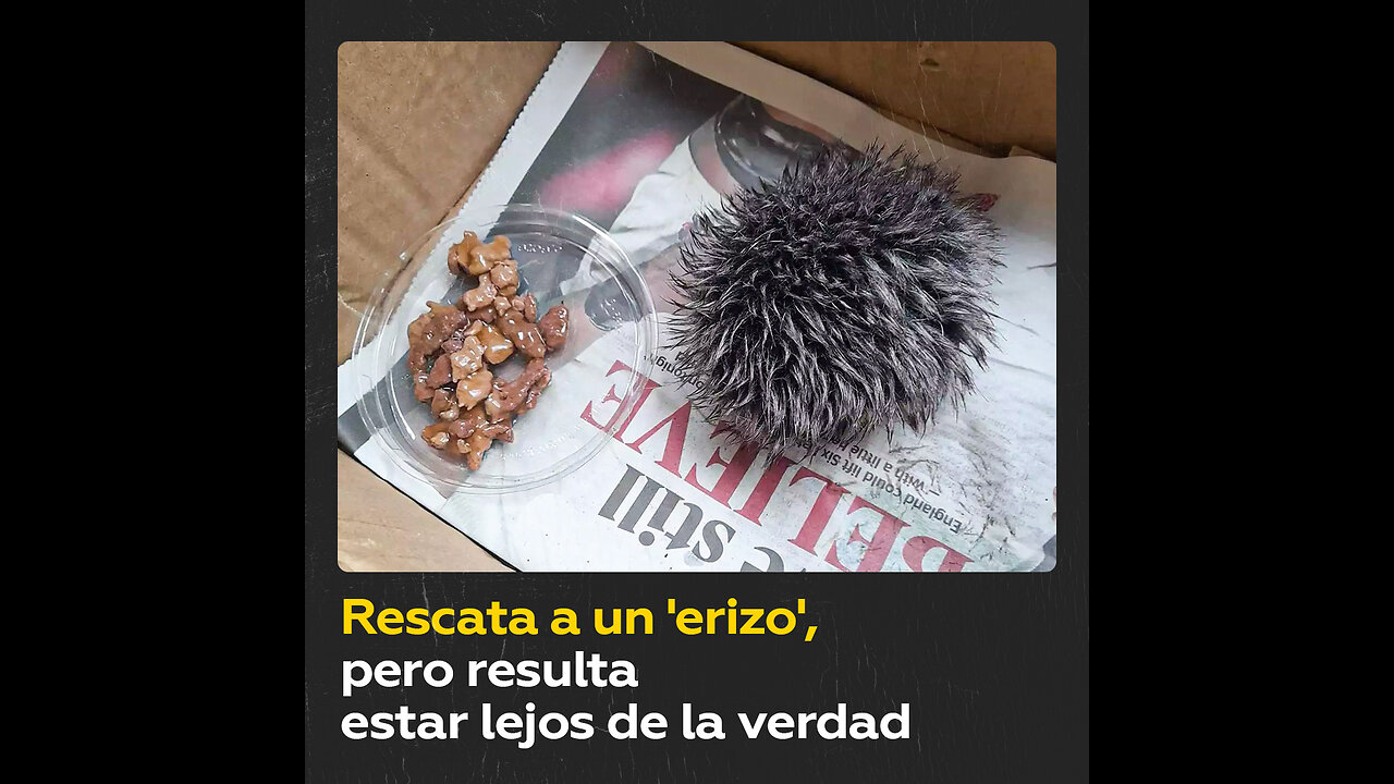 Confunde un pompón de gorro con un erizo y lo lleva al veterinario