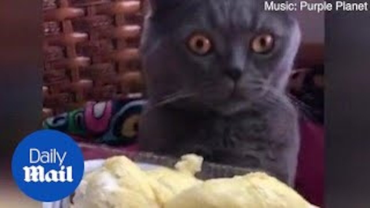 Hilarious moment cat FAINTS after smelling durian fruit - Daily Mail