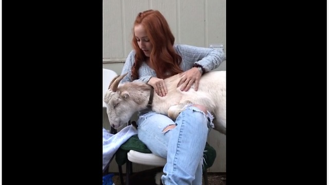 Rescued Goat Loves Getting His Daily Massage After A Hard Day