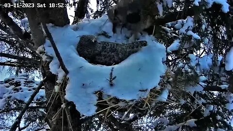 Albert Serves Ellie Dinner 🦉 03/11/23 18:51