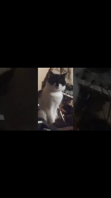 my cat thinks he is batman