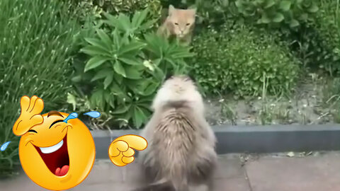 This cat likes to play pranks
