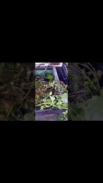 Natural Aquascape #shorts