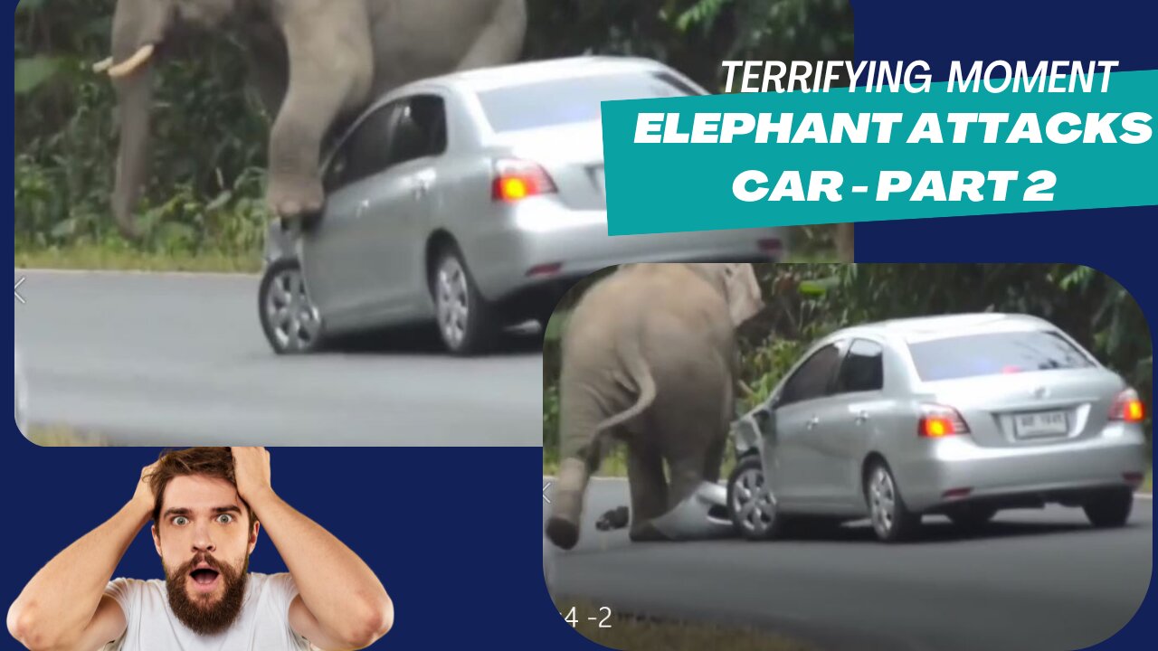 Elephant vs. Car: The Funniest Safari Bumper Brawl!