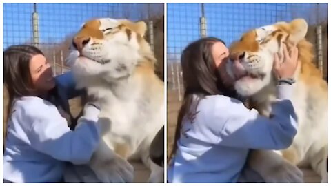 Giant kitten getting affection